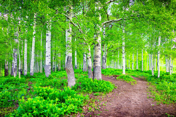 kuvapankkikuvat ja rojaltivapaat kuvat aiheesta snodgrass polku dirt mountain bike trail footpath road läpi vihreän vehreän haapametsän läpi mt crested butte, colorado parkissa, jossa ei ole ketään ja runkokasveja - aspen tree