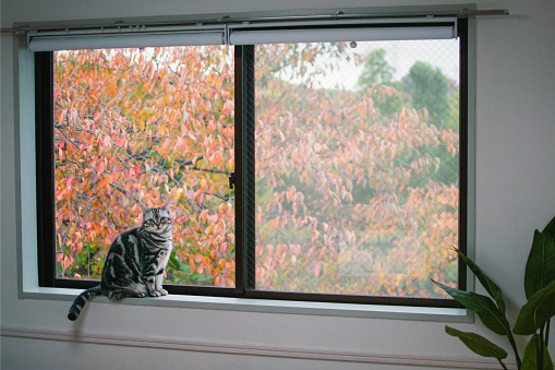 Window with autumn leaves