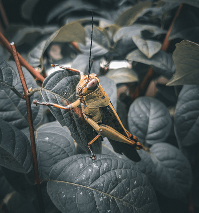 A grasshopper perched on a tree in garden