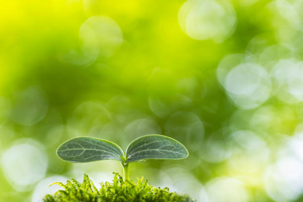 istock Sprouts growing in the shade of the forest 1404964543