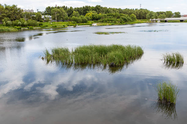 Idyllic sunny lakeshore in non-urban location in summer