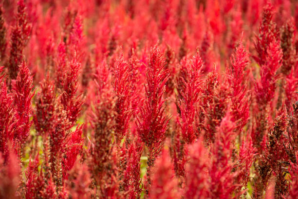 istock Cocks comb, red color Celosia argentea flowers 1404966499