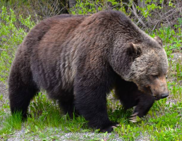 Grizzly Bears of Canada stock photo