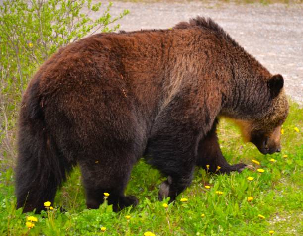 Grizzly Bears of Canada stock photo