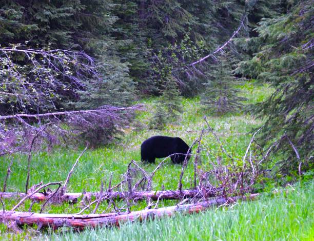 Black Bears in the Canadian Rocky Mountains stock photo