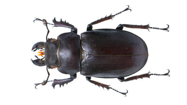 istock Lucanus thibetanus. Insect collection of a stag beetle specimen 1404968197