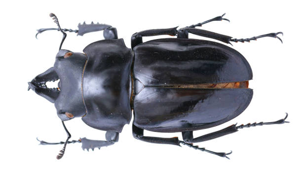istock Neolucanus sp.  Insect collection of a stag beetle specimen 1404968198
