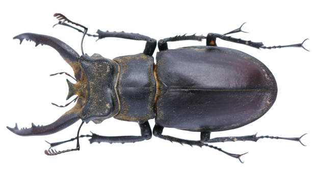 istock Insect collection of a stag beetle specimen. Lucanus thibetanus 1404968237