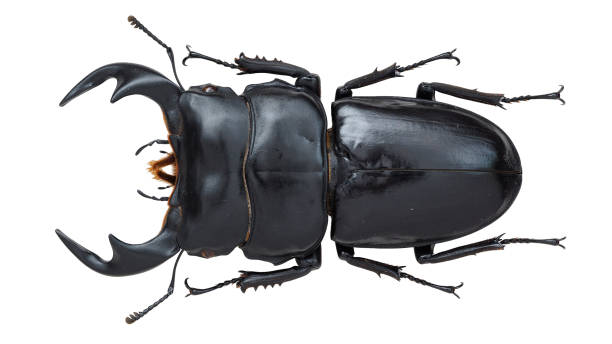 Insect collection of a stag beetle specimen. Dorcus antaeus Hope, 1842