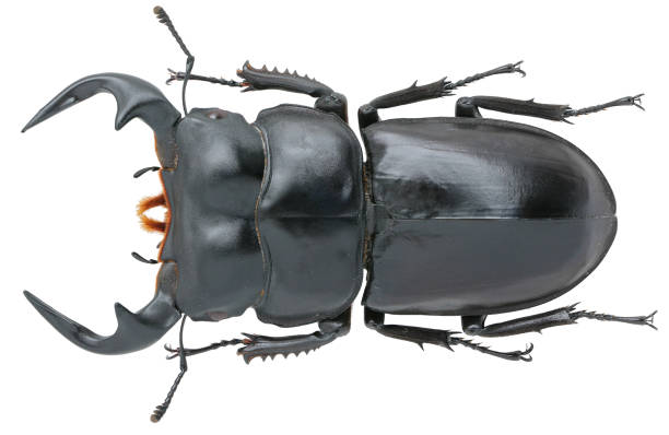 istock Insect collection of a stag beetle specimen. Dorcus antaeus Hope, 1842 1404968298