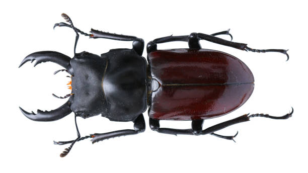 istock Insect collection of a stag beetle specimen. Dorcus arrowi（Boileau, 1911） 1404968302