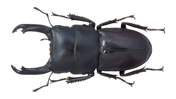 istock Insect collection of a stag beetle specimen. Dorcus cervulus (Boileau, 1901) 1404968315