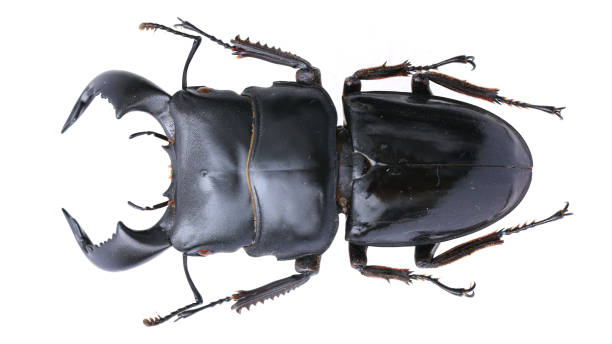 istock Insect collection of a stag beetle specimen. Dorcus bucephalus (Perty, 1831) 1404968316