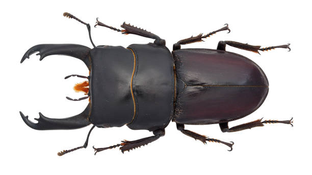istock Insect collection of a stag beetle specimen. Dorcus cervulus (Boileau, 1901) 1404968318