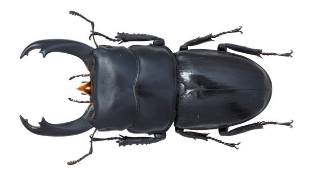 istock Insect collection of a stag beetle specimen. Dorcus hirticornis (Jackowlew, 1897) 1404968327
