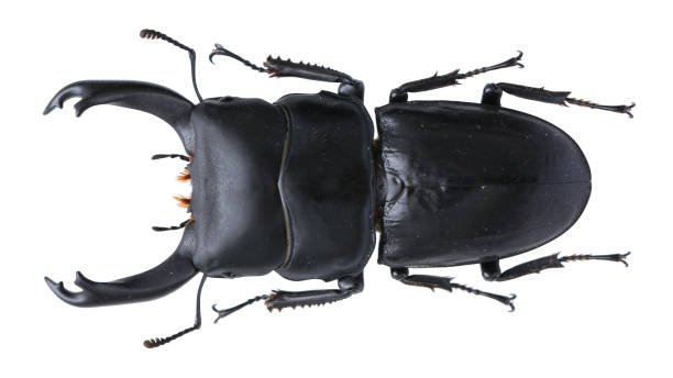 istock Insect collection of a stag beetle specimen. Dorcus hirticornis (Jackowlew, 1897) 1404968330