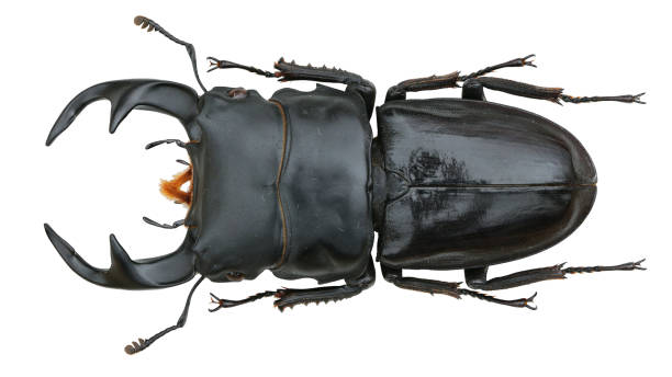 istock Insect collection of a stag beetle specimen. Dorcus curvidens Hope,1840 1404968332