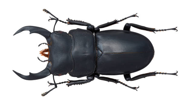istock Insect collection of a stag beetle specimen. Dorcus schenklingi (Möllenkamp, 1913) 1404968335
