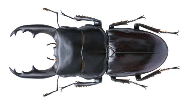 istock Insect collection of a stag beetle specimen. Dorcus daedalion (Didier & Séguy, 1953) 1404968337