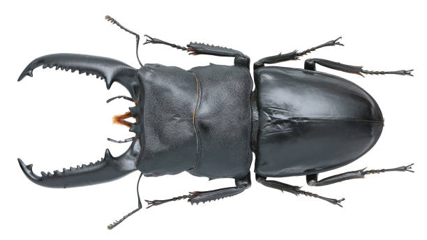 istock Insect collection of a stag beetle specimen. Dorcus titanus Palawanicus 1404968344