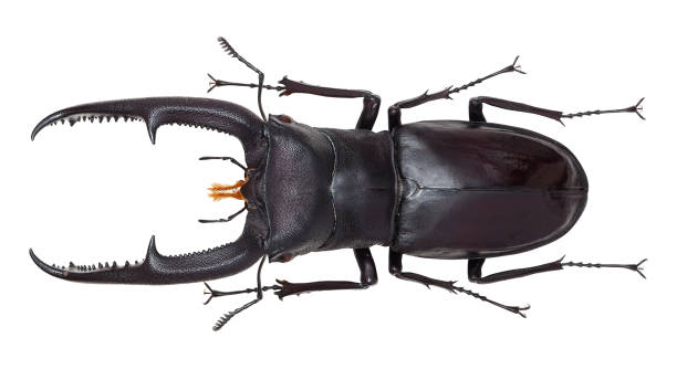 istock Insect collection of a stag beetle specimen. Hexarthrius mandibularis (Mizunuma, 1994) 1404968365