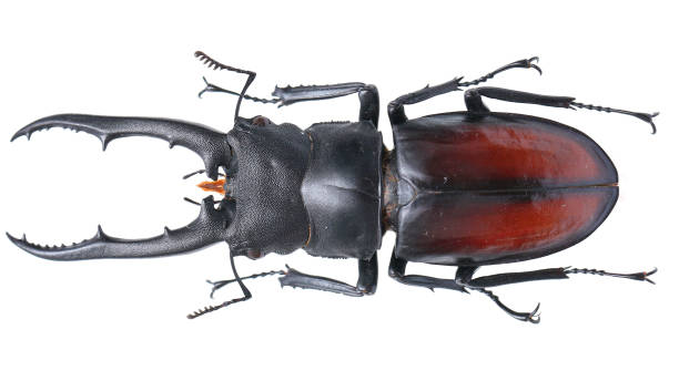 istock Hexarthrius vitalisi Tsukamotoi  Insect collection of a stag beetle specimen. 1404968406