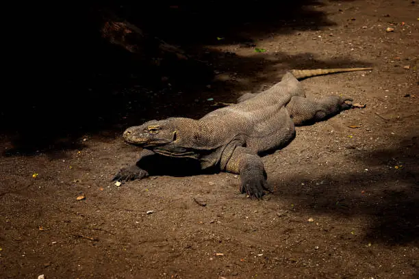 Photo of Komodo Dragon.