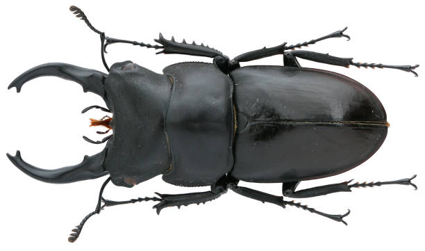 istock Insect collection of a stag beetle specimen. Kirchnerius spencei (Hope, 1840) 1404968464