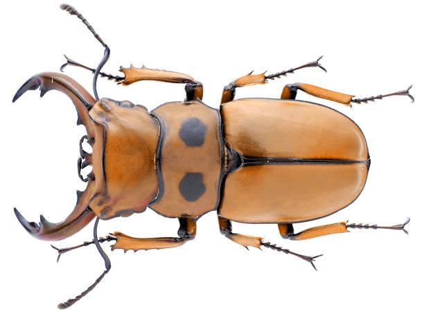 istock Insect collection of a stag beetle specimen. Homoderus gladiator Jakowlew, 1895 1404968466