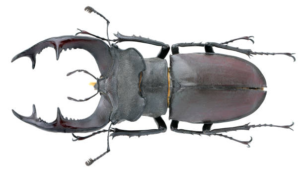 istock Insect collection of a stag beetle specimen. Lucanus cervus (Linnaeus, 1758) 1404968850