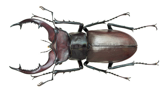 Insect collection of a stag beetle specimen. Lucanus elaphus Fabricius, 1775