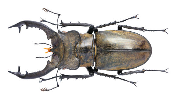 istock Insect collection of a stag beetle specimen. Lucanus sericeus Didier, 1925 1404969101