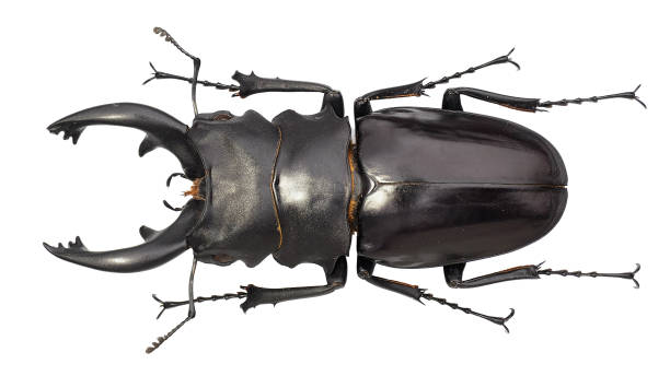 istock Insect collection of a stag beetle specimen. Odontolabis alces (Fabricius, 1775) 1404969109