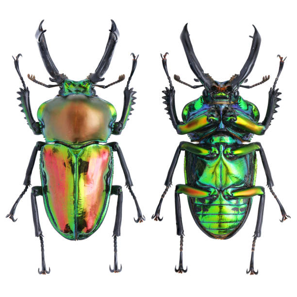 istock Insect collection of a stag beetle specimen. Phalacrognathus muelleri Macleay, 1885 1404969141