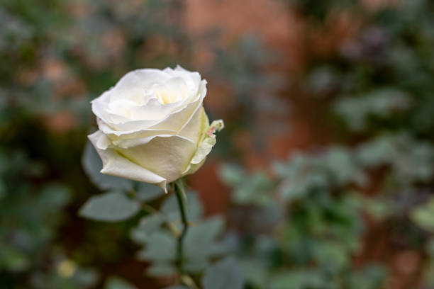 istock Photo of rose in park. Blurred background. 1404971057