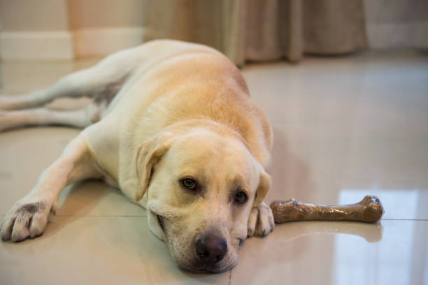 Adorable big white Labrador retriever dog  lying on living room floor near delicious bone in cozy house and looking at the camera. Happy cute pets at home concept.