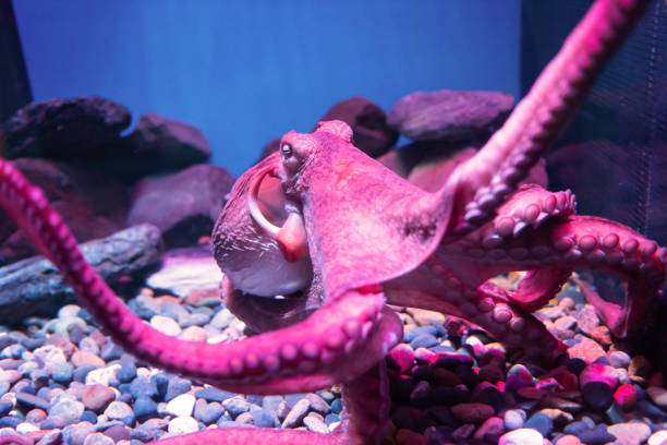 istock Purple giant octopus sleep float on water and attach to fish carbinet 1404971531