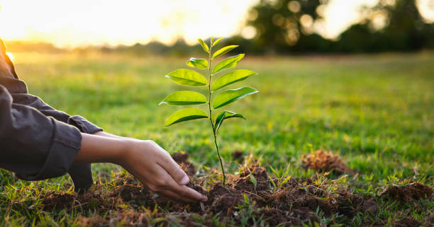 istock people hands planting small tree in sunset. concept save earth 1404971555