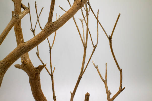 Some dried branches of the old tree of pieris japonica with white background
