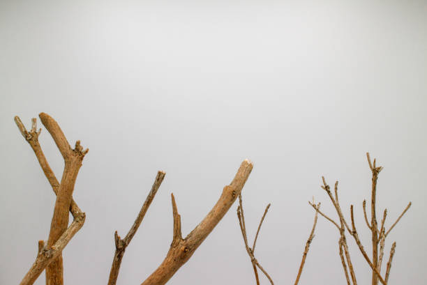 istock Dead branches of pieris japonica 1404974128