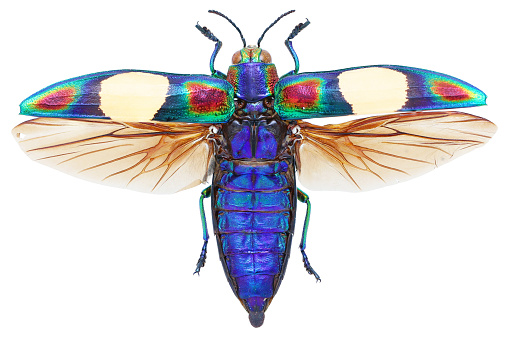 Colección de insectos de hermosos escarabajos joya. Chrysochroa ocellata fulgens (DeGeer, 1778) photo