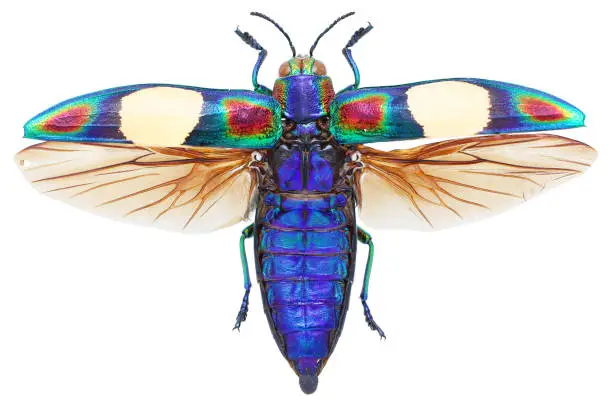 Photo of Insect collection of beautiful jewel beetles. Chrysochroa ocellata fulgens (DeGeer, 1778)