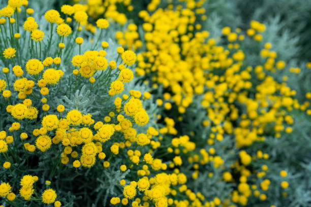 istock Natural background with decorative yellow chrysanthemum flowers 1404975094