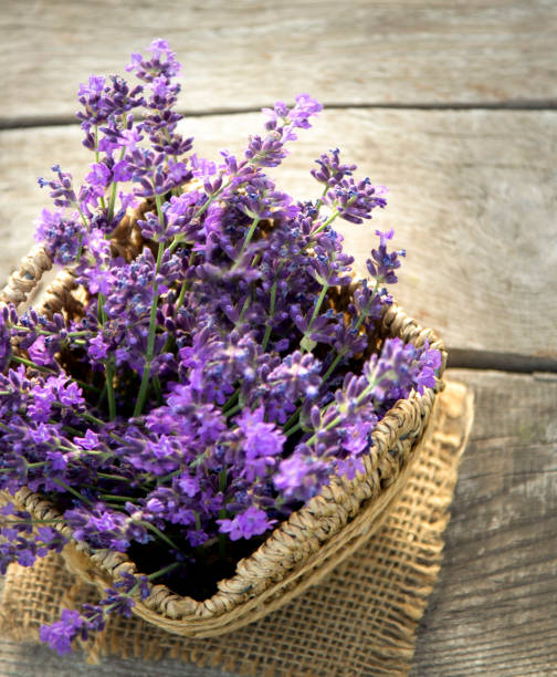 istock Fresh lavender flower on wooden table. Summer flower background. 1404975189