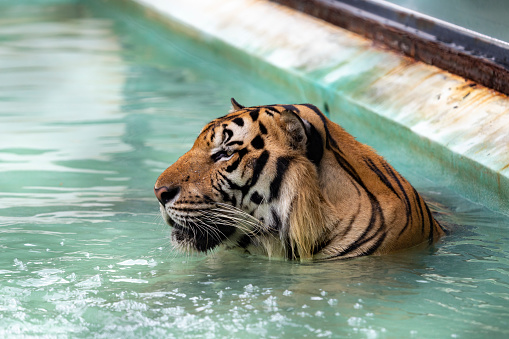 Siberian tiger swimming.  Wildlife animal