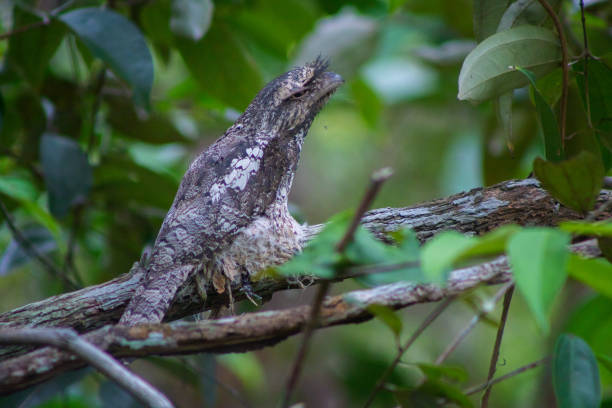 istock Camuflage Sunda frogmount bird with nest in the forest 1404977458