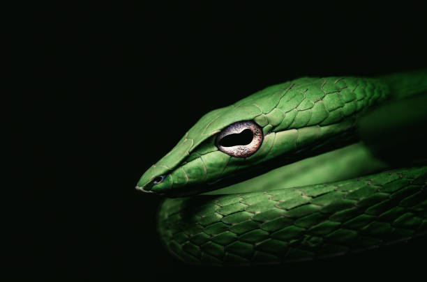 istock Oxybelis fulgidus green vine snake with black background 1404977505