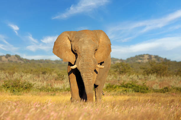 Large African elephant bull (Loxodonta africana), Etosha National Park, Namibia