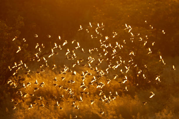 Flock of red-billed queleas flying at sunset, Etosha National Park, Namibia Flock of red-billed queleas (Quelea quelea) flying at sunset, Etosha National Park, Namibia flock of birds red billed weaver bird weaverbird africa stock pictures, royalty-free photos & images