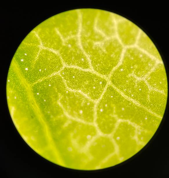 Green stoma plants cell find with microscope.